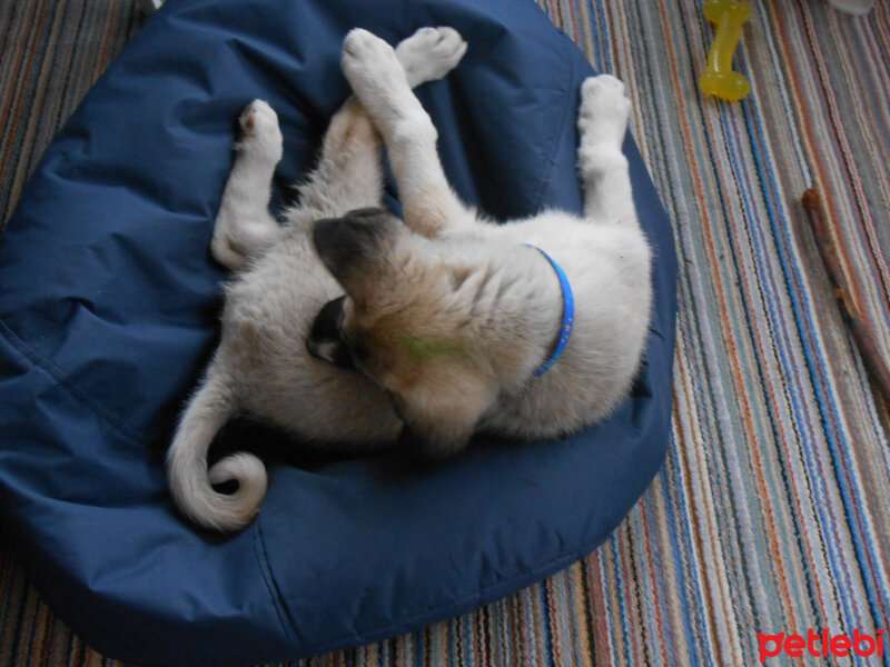 Kangal, Köpek  haydut fotoğrafı