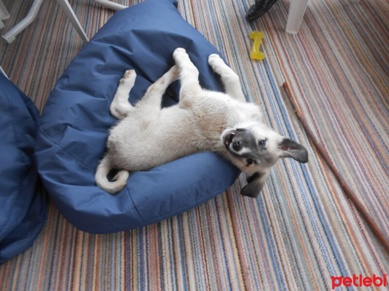 Kangal, Köpek  haydut fotoğrafı