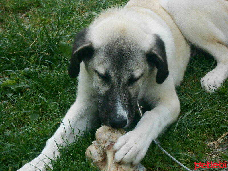 Kangal, Köpek  haydut fotoğrafı