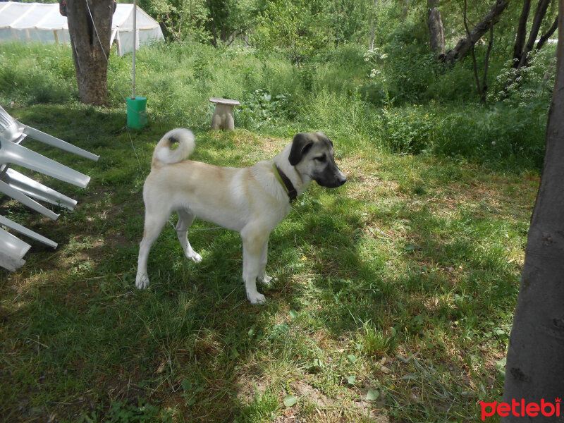 Kangal, Köpek  haydut fotoğrafı