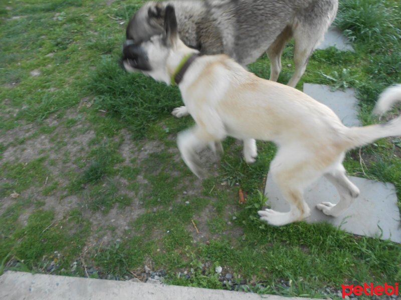 Kangal, Köpek  haydut fotoğrafı