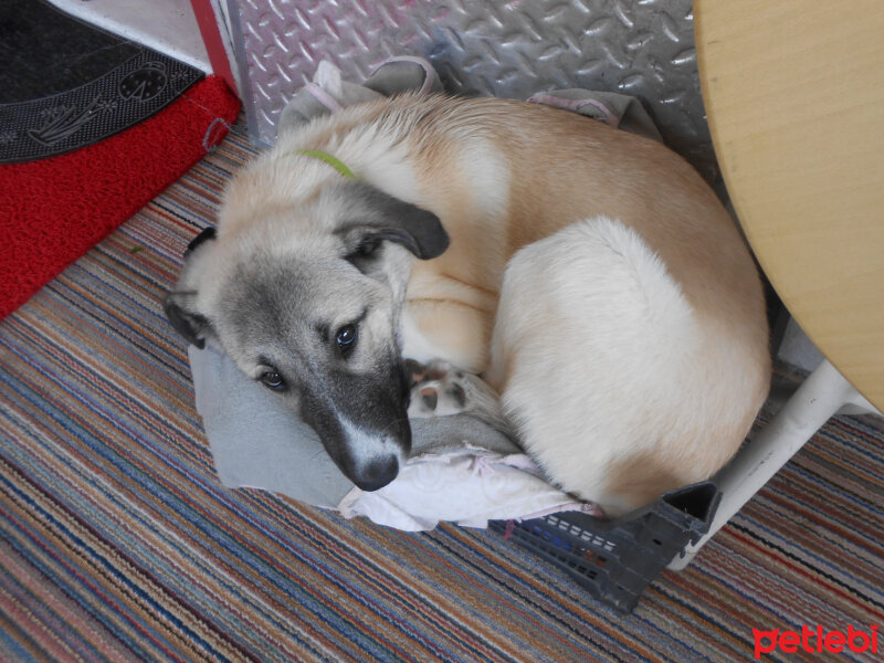 Kangal, Köpek  haydut fotoğrafı