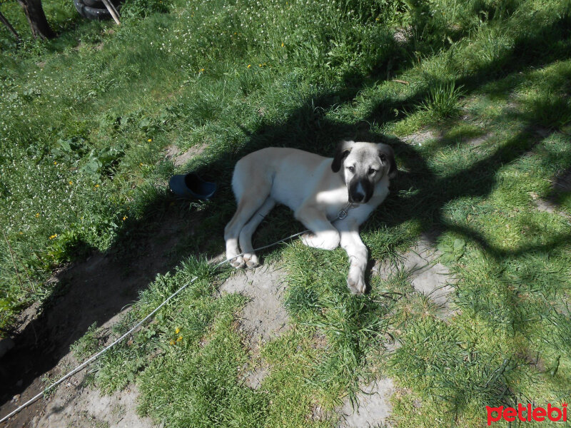 Kangal, Köpek  haydut fotoğrafı