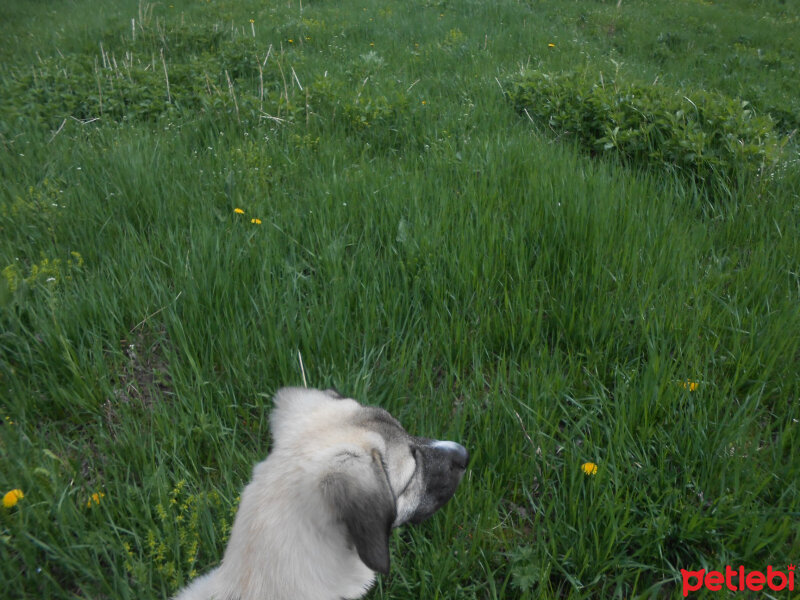 Kangal, Köpek  haydut fotoğrafı