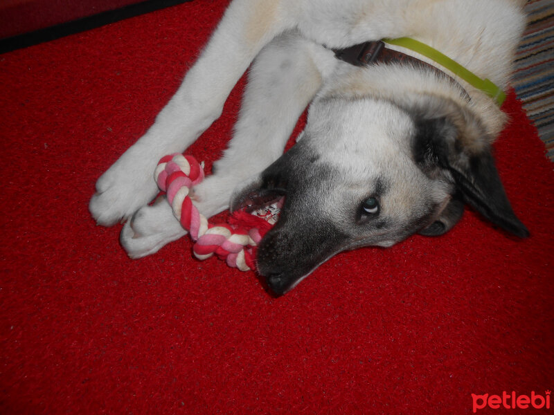 Kangal, Köpek  haydut fotoğrafı