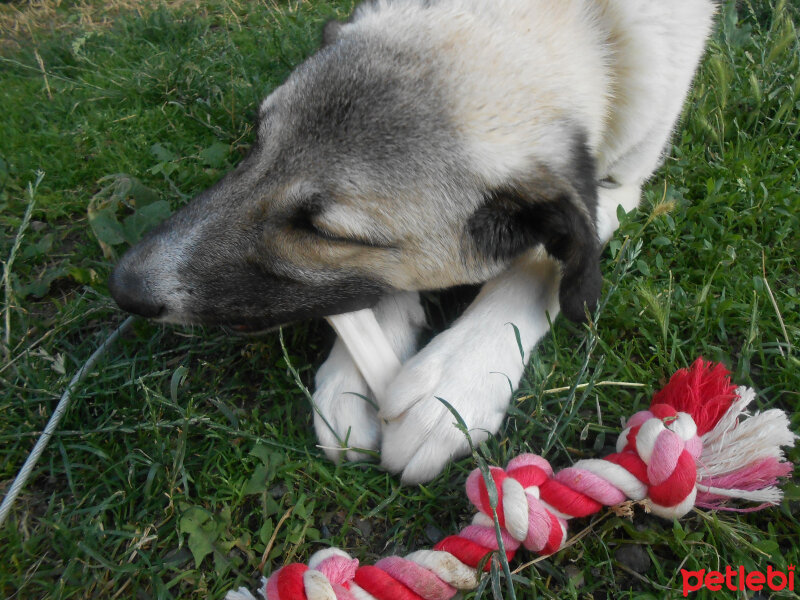 Kangal, Köpek  haydut fotoğrafı