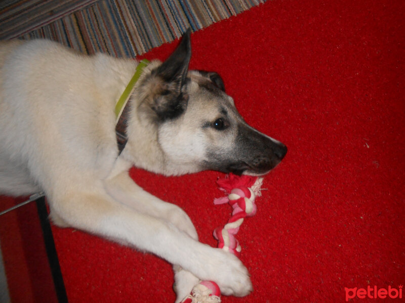 Kangal, Köpek  haydut fotoğrafı