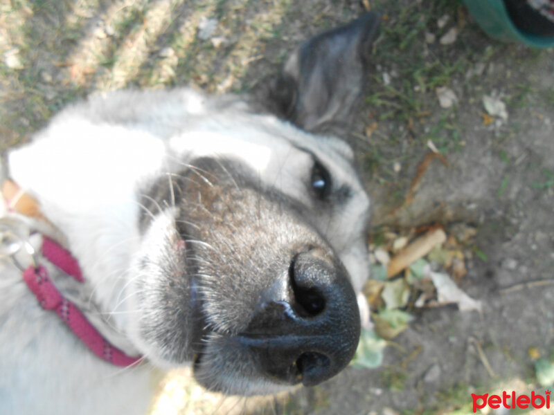 Kangal, Köpek  haydut fotoğrafı