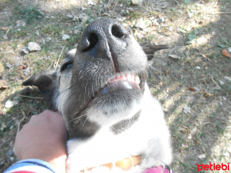 Kangal, Köpek  haydut fotoğrafı