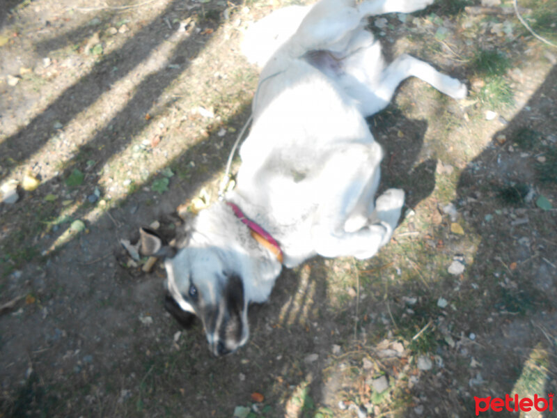 Kangal, Köpek  haydut fotoğrafı