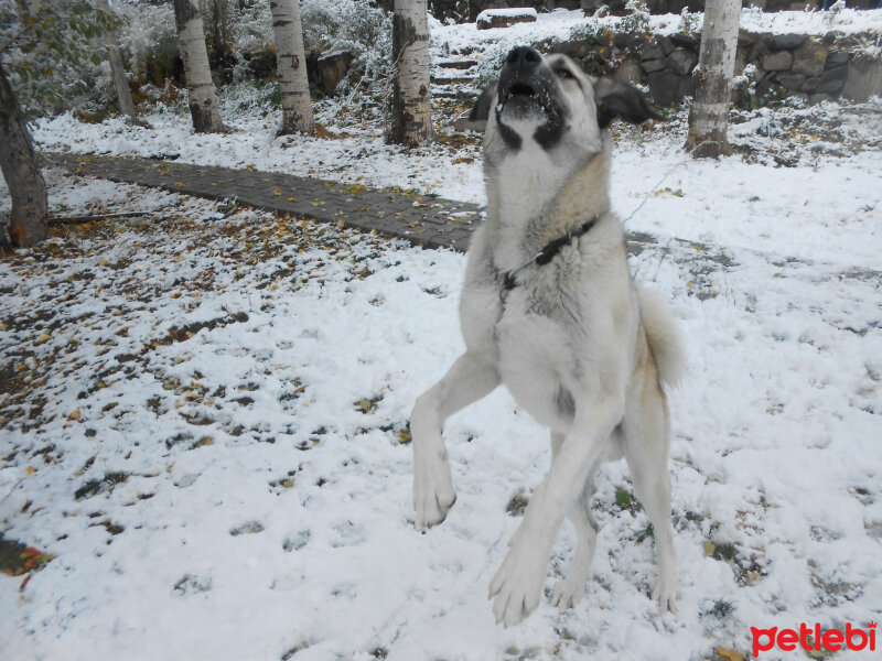 Kangal, Köpek  haydut fotoğrafı