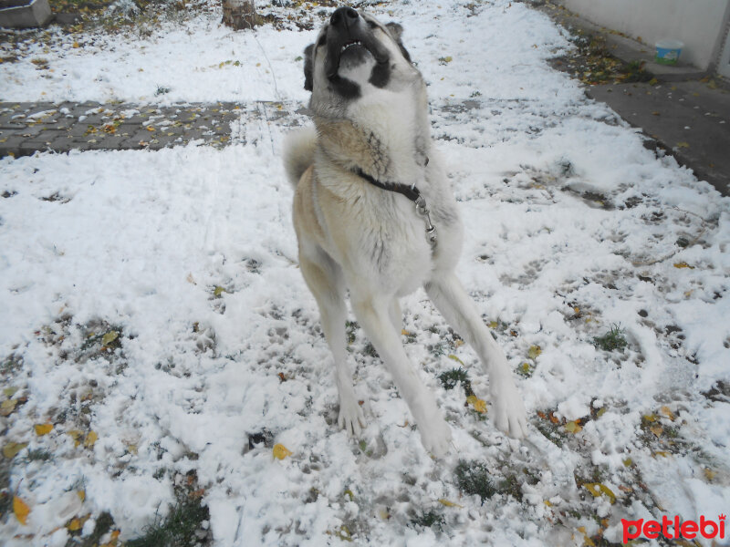 Kangal, Köpek  haydut fotoğrafı