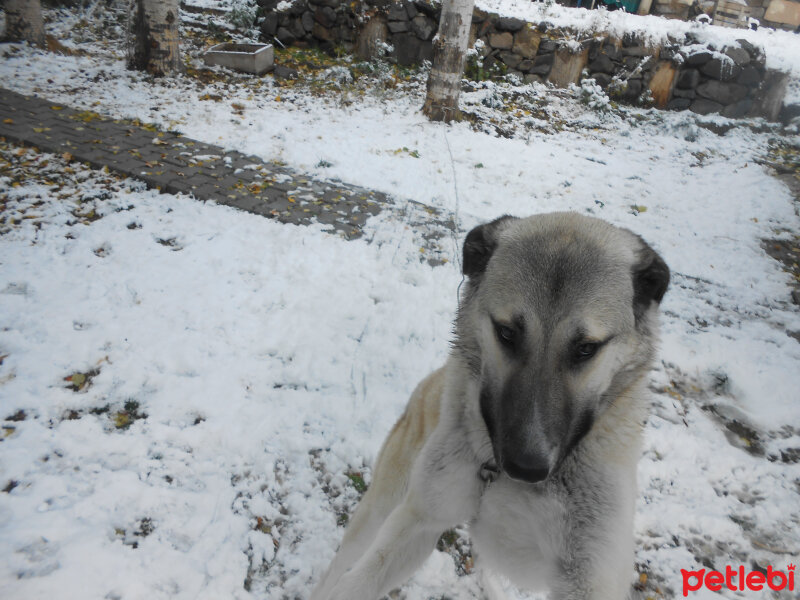 Kangal, Köpek  haydut fotoğrafı