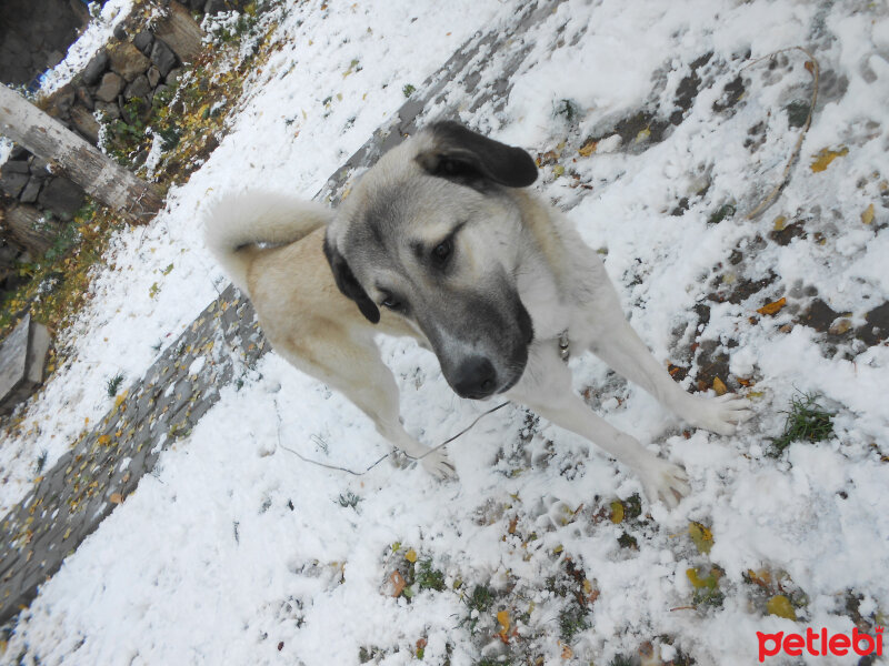 Kangal, Köpek  haydut fotoğrafı