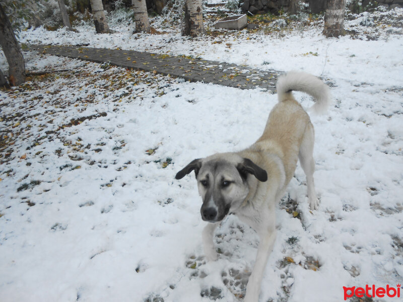 Kangal, Köpek  haydut fotoğrafı