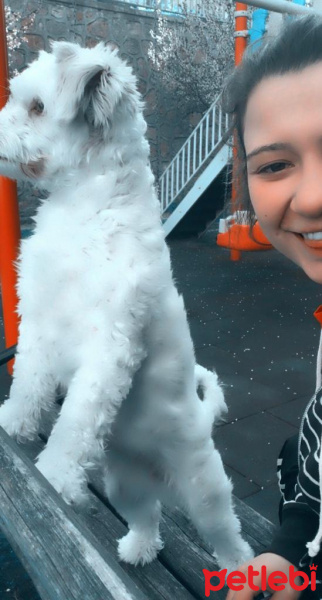Maltese, Köpek  Mişa fotoğrafı