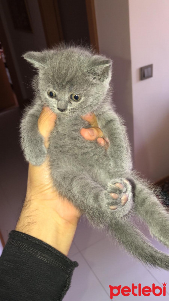 British Shorthair, Kedi  Tekila fotoğrafı