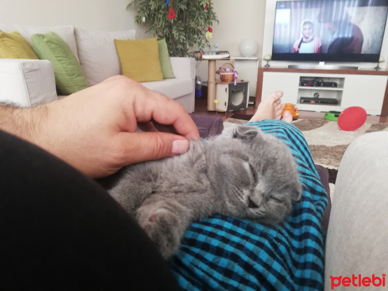 Scottish Fold, Kedi  Lokum fotoğrafı