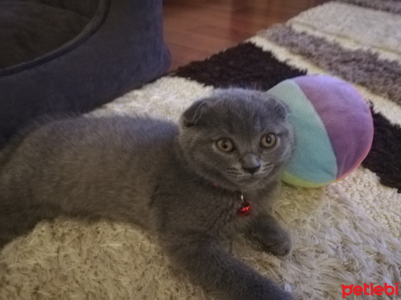 Scottish Fold, Kedi  Lokum fotoğrafı