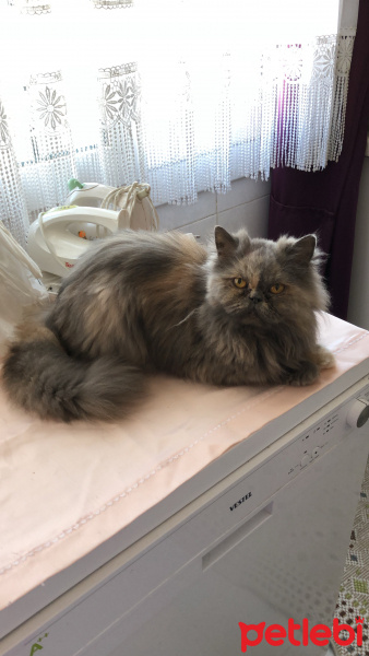 İran Kedisi (Persian), Kedi  Katrina fotoğrafı