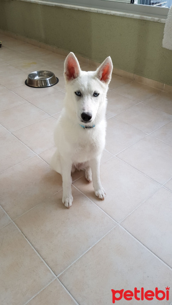 Sibirya Kurdu (Husky), Köpek  Prenses fotoğrafı
