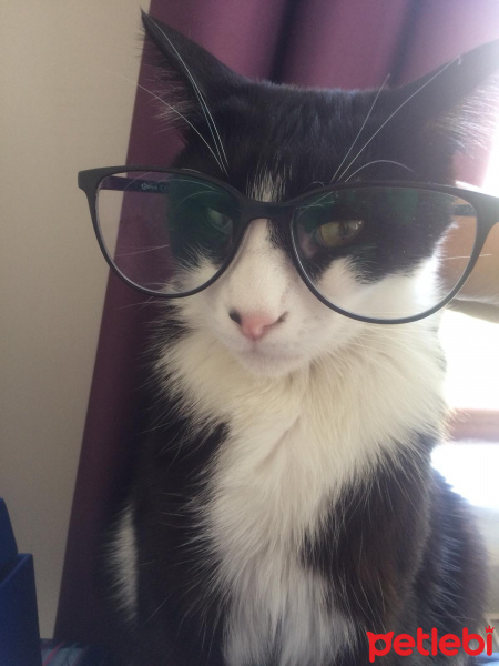 Tuxedo (Smokin) Kedi, Kedi  pırtık fotoğrafı