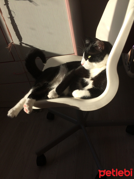 Tuxedo (Smokin) Kedi, Kedi  pırtık fotoğrafı