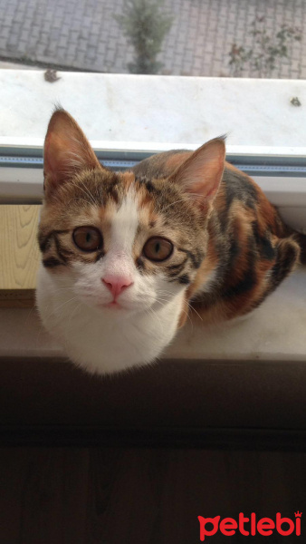 Tekir Kedi, Kedi  Bihter fotoğrafı