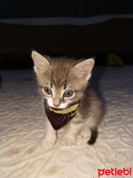 Tekir Kedi, Kedi  Duman fotoğrafı