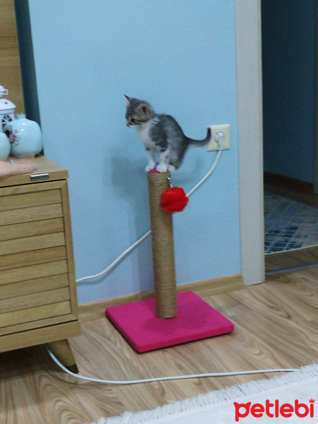 Tekir Kedi, Kedi  Duman fotoğrafı