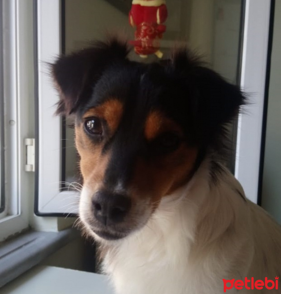 Jack Russell Terrier, Köpek  kaju fotoğrafı