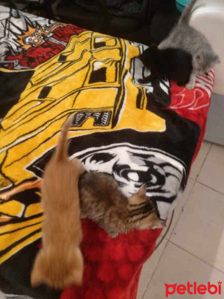 Soke, Kedi  garip fotoğrafı