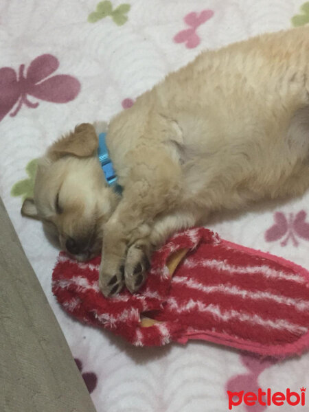 Golden Retriever, Köpek  Cookie fotoğrafı