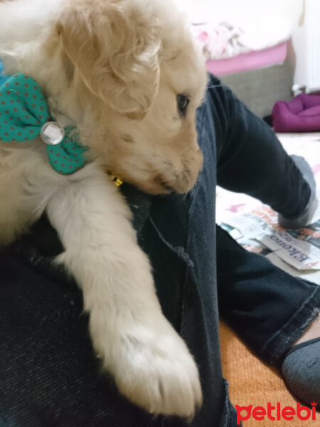 Golden Retriever, Köpek  Cookie fotoğrafı