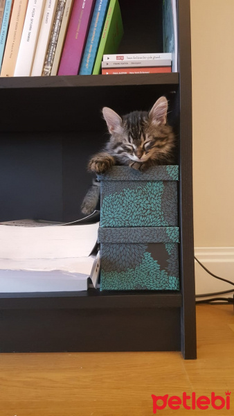 Tekir Kedi, Kedi  Tesla fotoğrafı