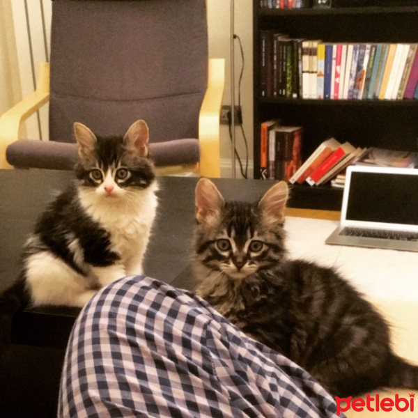 Tekir Kedi, Kedi  Tesla fotoğrafı