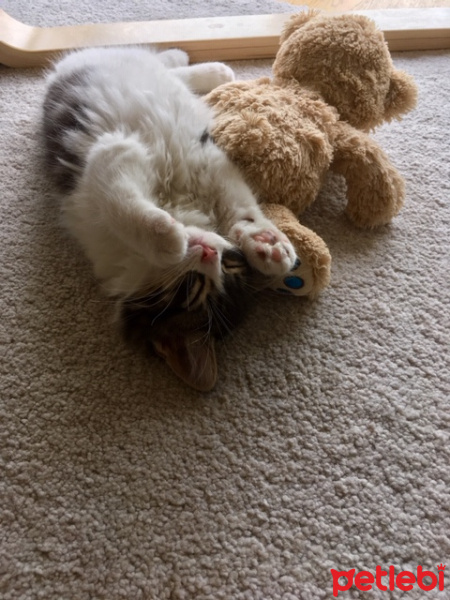 Tekir Kedi, Kedi  Dali fotoğrafı