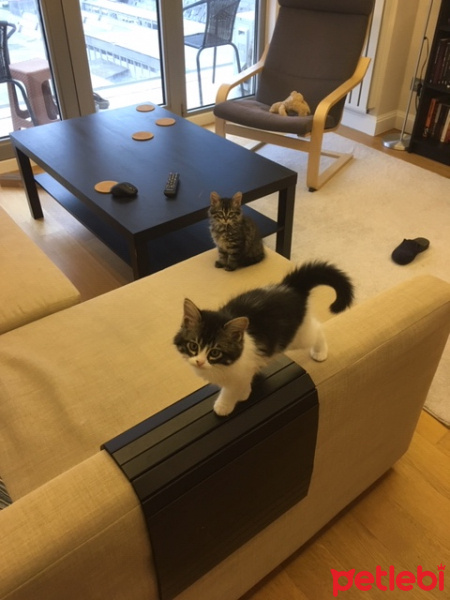 Tekir Kedi, Kedi  Dali fotoğrafı
