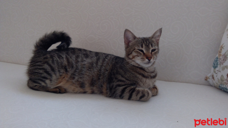 Tekir Kedi, Kedi  İncir fotoğrafı