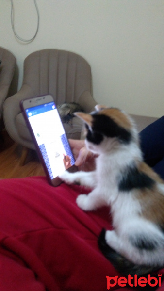 Tekir Kedi, Kedi  İncir fotoğrafı