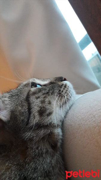 Tekir Kedi, Kedi  Tigger fotoğrafı