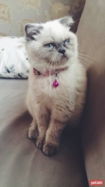 Scottish Fold, Kedi  Mia fotoğrafı