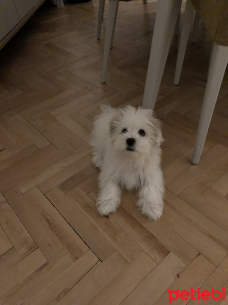 Maltese, Köpek  Çiko fotoğrafı