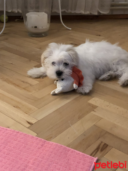 Maltese, Köpek  Çiko fotoğrafı