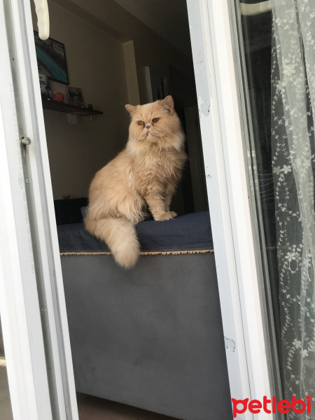 İran Kedisi (Persian), Kedi  Garfield fotoğrafı