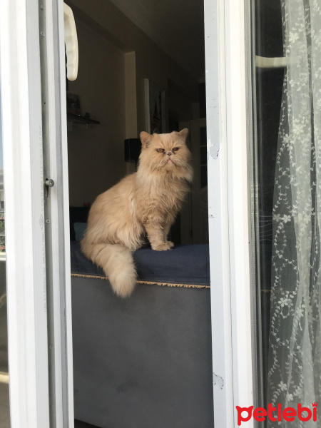 İran Kedisi (Persian), Kedi  Garfield fotoğrafı
