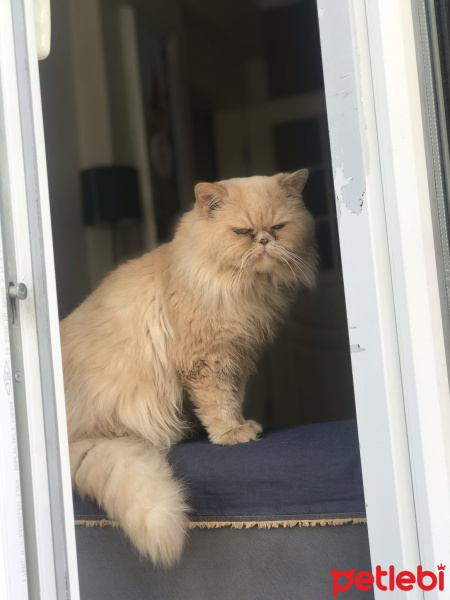 İran Kedisi (Persian), Kedi  Garfield fotoğrafı