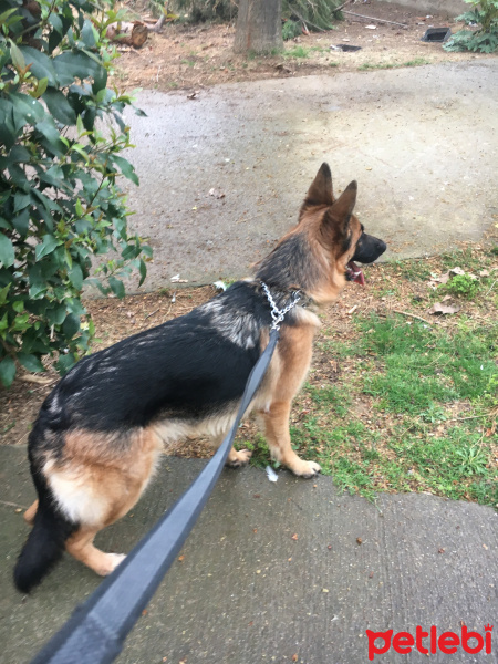 Alman Çoban Köpeği, Köpek  Ralf fotoğrafı