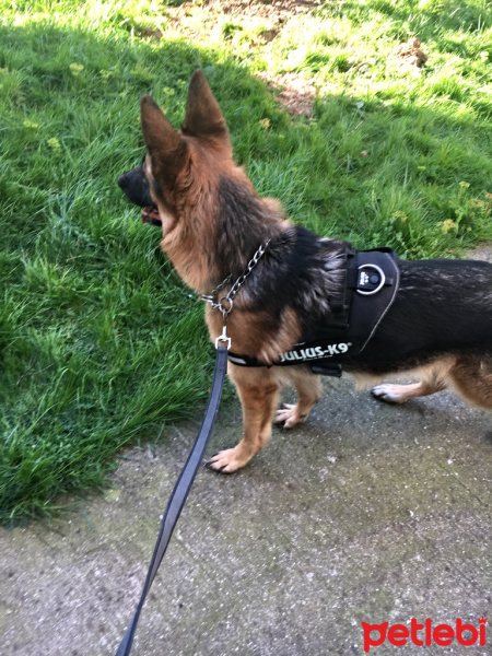 Alman Çoban Köpeği, Köpek  Ralf fotoğrafı