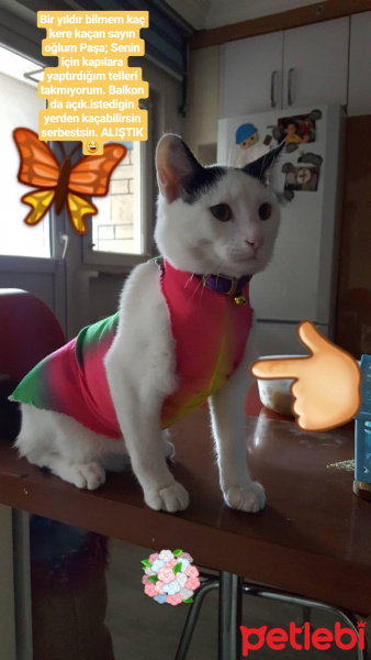 Tekir Kedi, Kedi  Paşa fotoğrafı